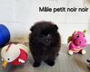 Chiots Spitz typés Poms