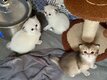 Chatons British Longhair