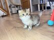 Chatons British Longhair