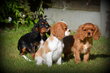 Chiots Cavalier King Charles Spaniel