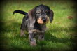 Chiots Teckel poil dur
