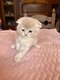 Magnifiques chatons Scottish