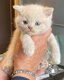 British shorthair et longhair