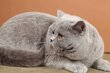 British shorthair et longhair