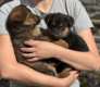 Chiots Beauceron x berger allemand