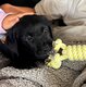 Labrador femelle