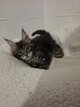 Chatons Maine Coon