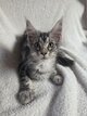 Magnifiques chatons Maine Coon disponibles
