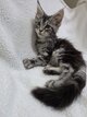Chatons Maine Coon