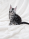 Chatons Maine Coon