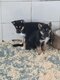 Type berger allemand