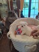 Bichon maltais petit gabari