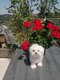 Bichon maltais petit gabari