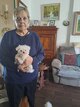 Bichon maltais petit gabari