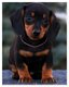 Magnifiques chiots teckel nains disponibles de...