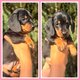 Magnifiques chiots teckel nains disponibles de...