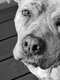 Redgie femelle de 6ans