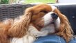 Magnifique Cavalier King Charles disponible pour...