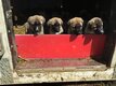 Berger d Anatolie pure race
