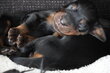 Portée de 13 chiots Setter Gordon