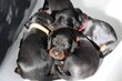 Portée de 13 chiots Setter Gordon