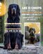 Portée de 13 chiots Setter Gordon
