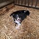Chiots Border Collie à vendre
