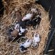 Chiots Border Collie à vendre