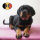 Rottweiler   Chiots puissants, nobles et...