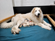 News portée de Chiens de Montagne des Pyrénées...