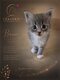 Chaton maine coon à réserver