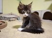 Chaton maine coon à réserver