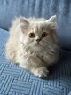 British longhair