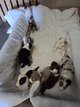 Magnifique chiots Border Collie