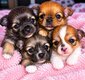 4 bébés  chihuahuas  tous mignons