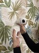 Chien chinois