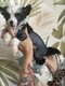 Chiots chien chinois