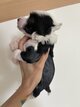Chiots chien chinois