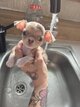Mini chihuahua