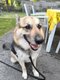 Chien à donner contre bon soin