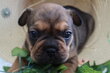 Bouledogues francais  elevage  familial  3...