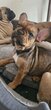 Bouledogues francais  elevage  familial  2...
