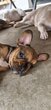 Bouledogue francais petite-fille  brune fauve