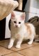 3 Chatons Maine Coon à vendre