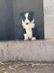 Chiot border collie