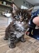 Maincoon