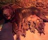 Chiot labrador retriever chocolat 🍫
