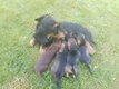 Teckels nains poil dur/poil court