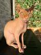 Sphynx Elf mâle