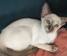 Siamoise tortie brown